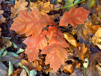 Fall foliage nature forest floor photo