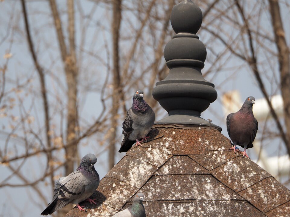 Park new birds