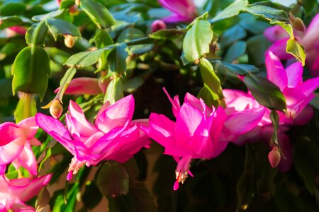 Nature sting thorns photo