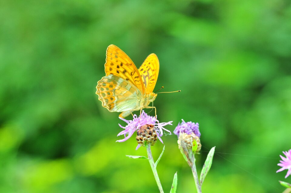 Close up insect meadow