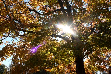 Autumn sunlight nature