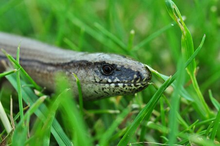 Green reptiles food intake photo