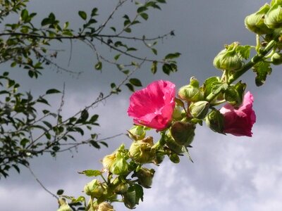 Rosea flower bloom photo