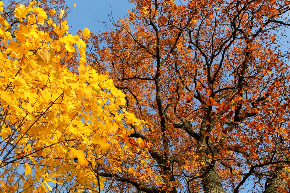 Sky autumn leaves photo