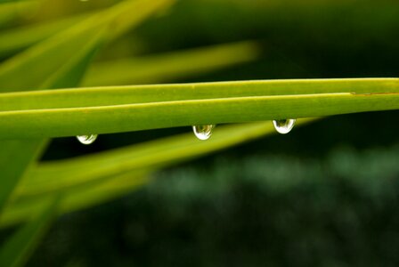 Rain nature dew drop