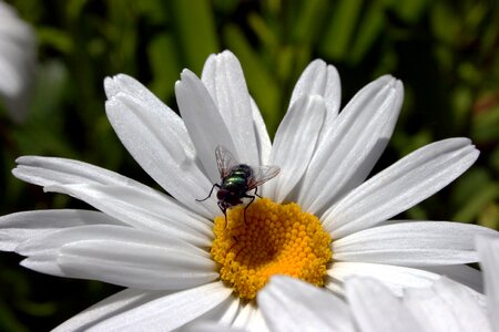 Nature summer insect