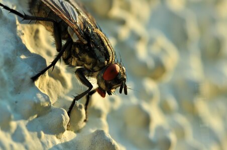 Close up insect compound eyes photo