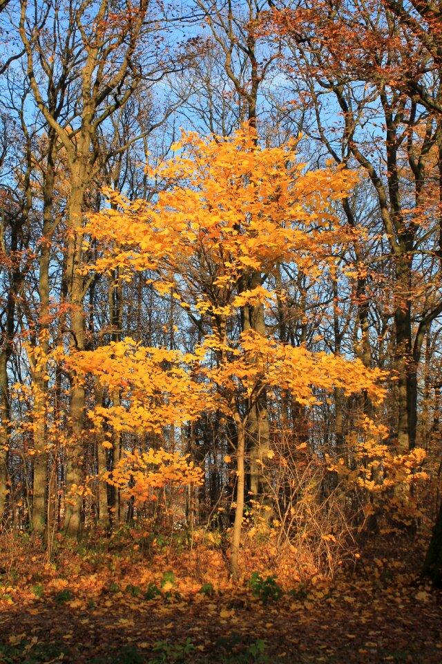 Leaves golden autumn leaves in the autumn photo