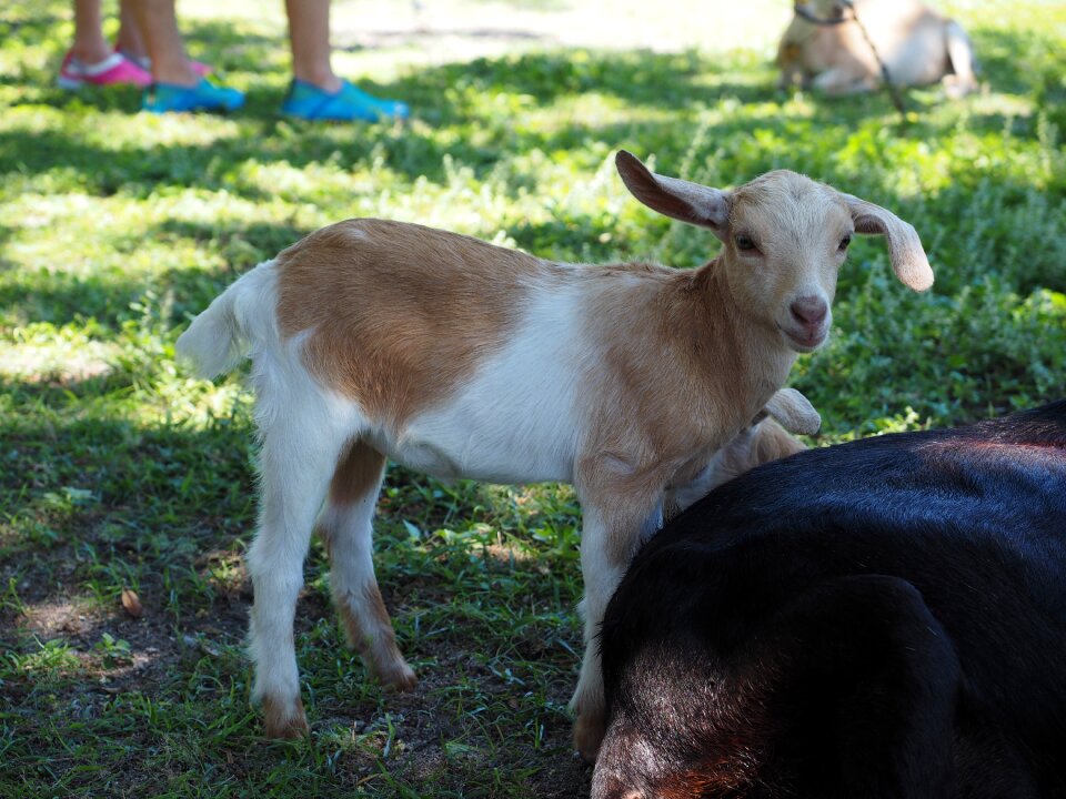 Goat mammals cub