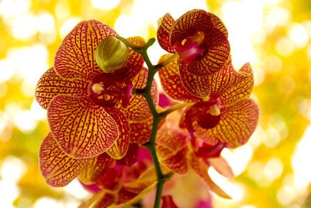 Orchid flower flowering