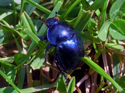 Scarabeus hovnivál blue