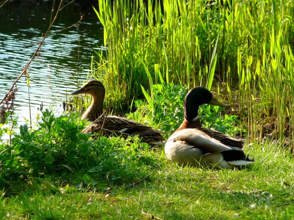 Ducks animals birds