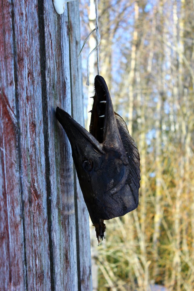 Autumn carcass hanging