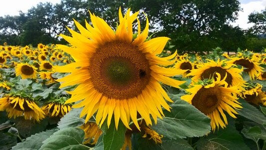 Sunflower nature fields