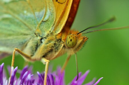 Macro insect thistle flower photo