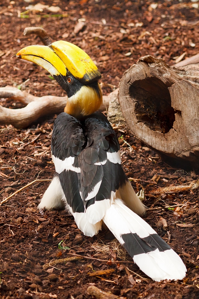 Bird black colorful