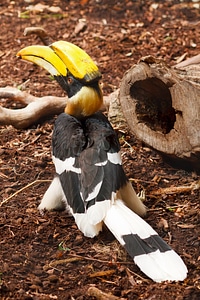 Bird black colorful photo