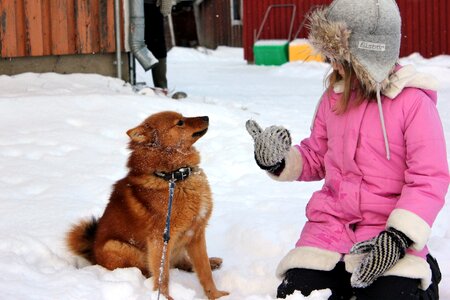 Winter fur hat finnish spitz