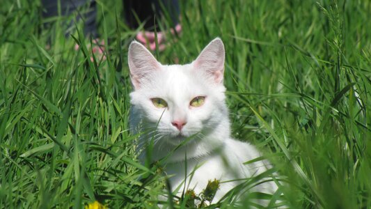 Animals white green
