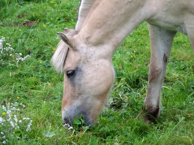 Pasture norway horse head