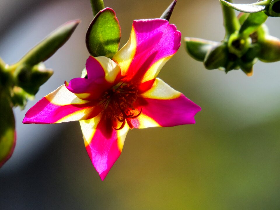 Blossom bloom color