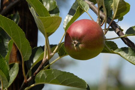Fruit apple fruits