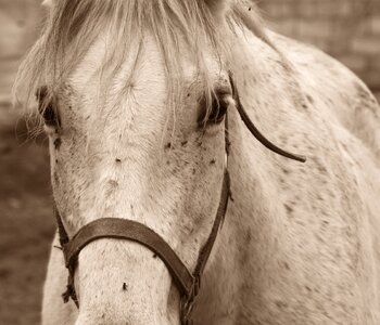 Animal nature pferdeportrait