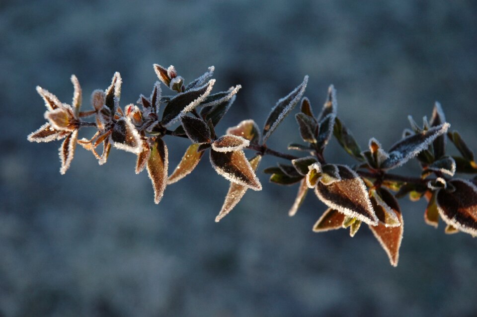 Seasonal frozen