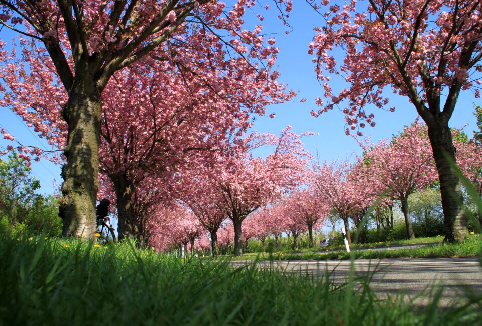 Avenue flowers trees