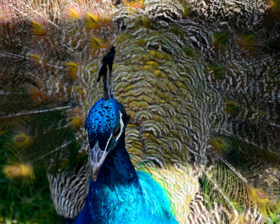 Blue iridescent peacock feathers
