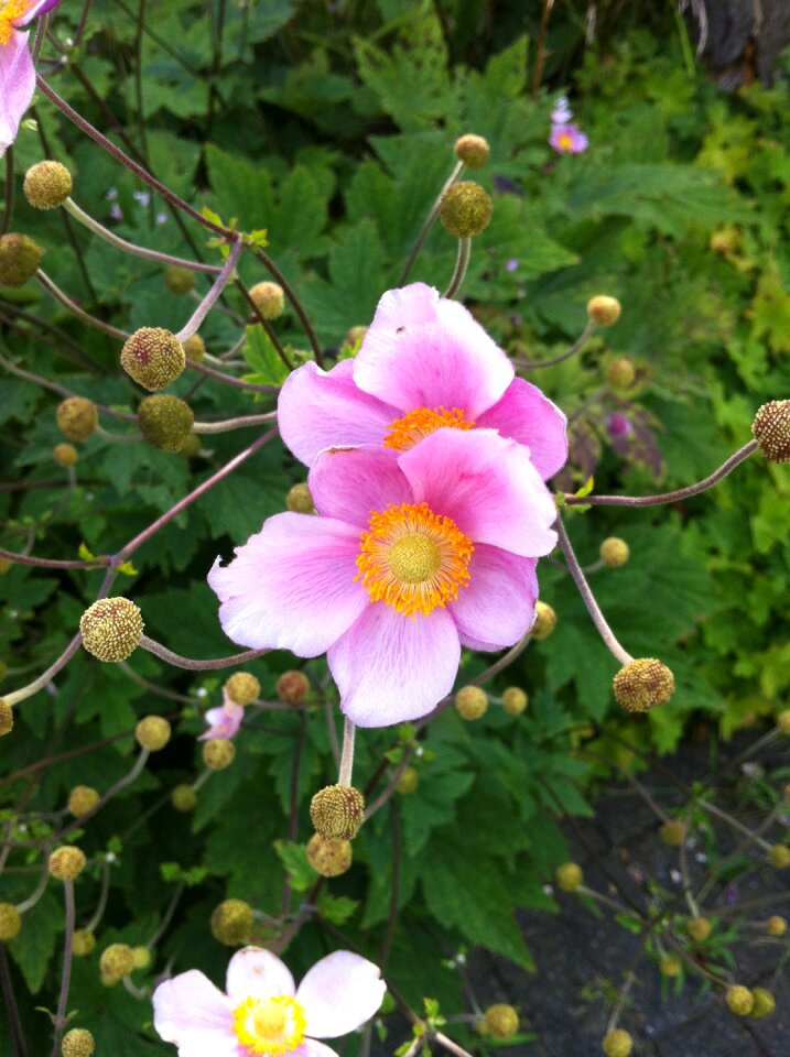 Anemone nature flowers