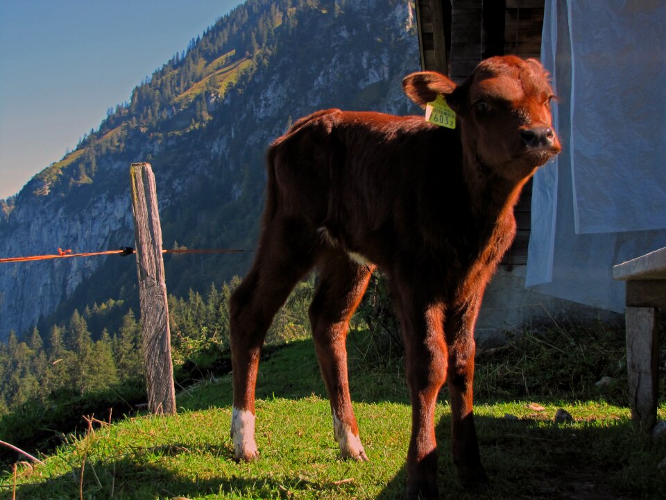 Farm animals ungulates four-legged