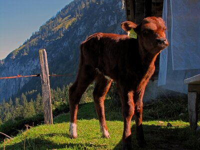 Farm animals ungulates four-legged photo