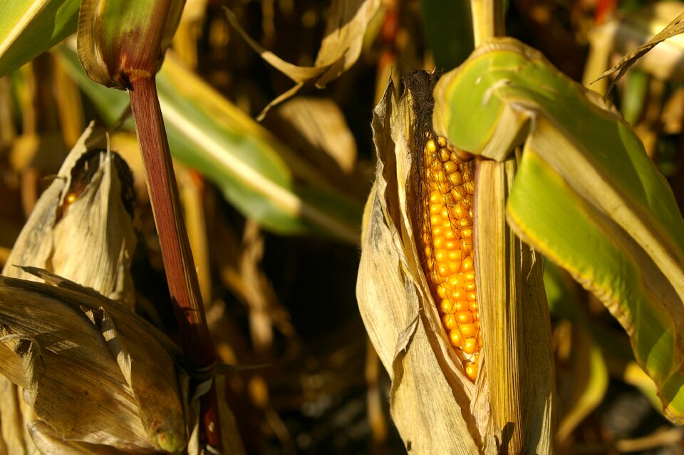 Cornfield late summer nature