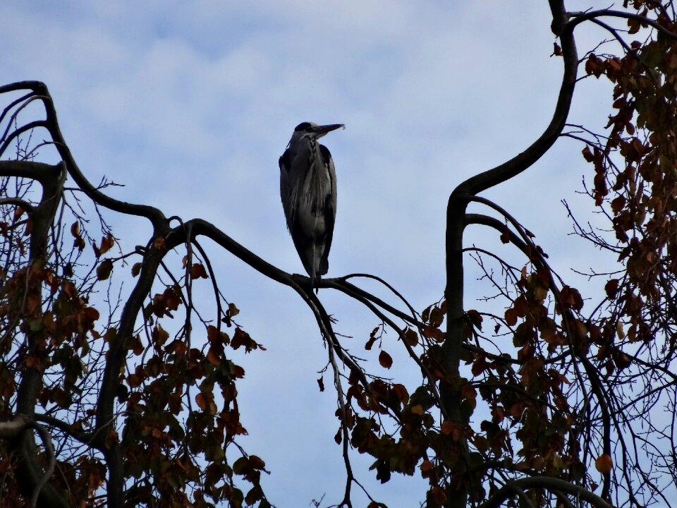 Herons polder animal