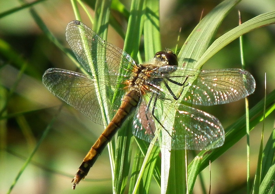 Insect detail wings