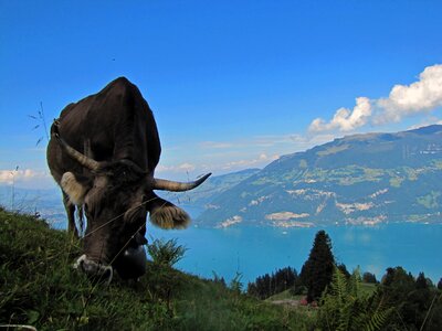 Switzerland lake thunersee