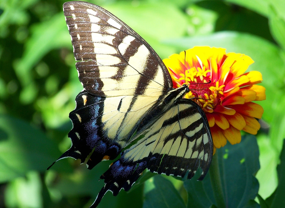 Flying insect sail swallowtail