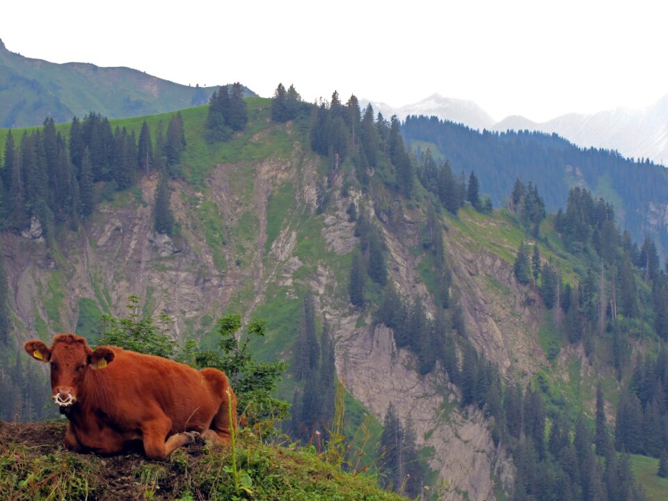Switzerland cattle beef