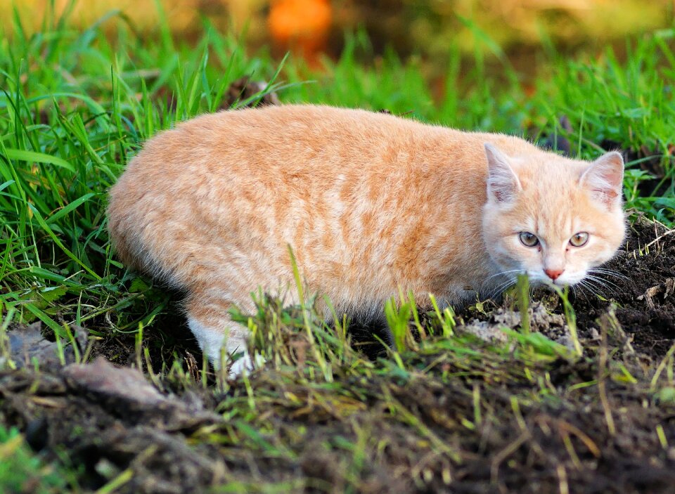 Kitten mieze playful