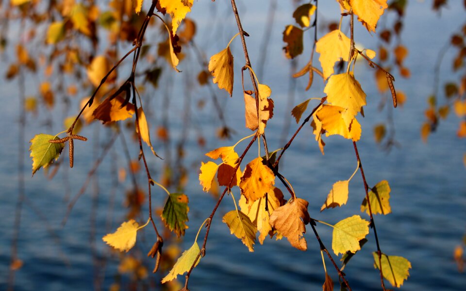Autumn colours leaves yellow