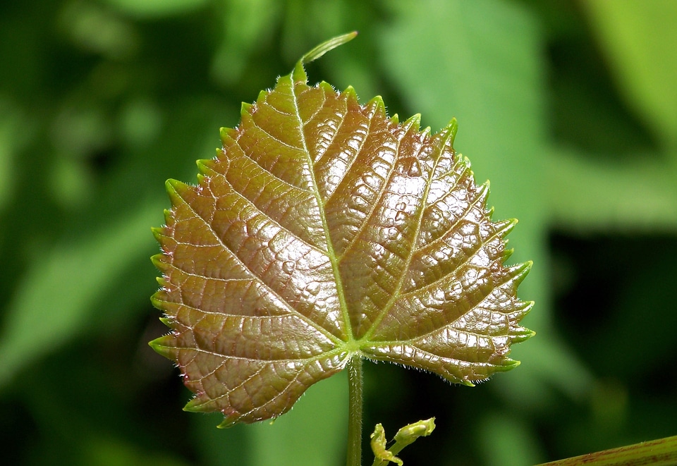 Plants foliage glossy