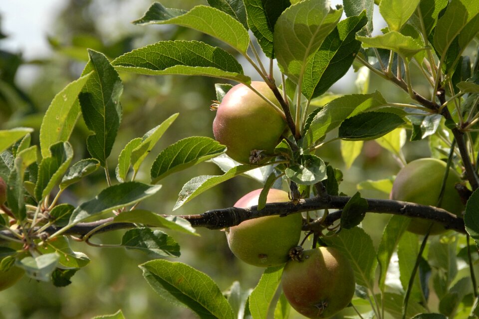 Fruit apples fruits