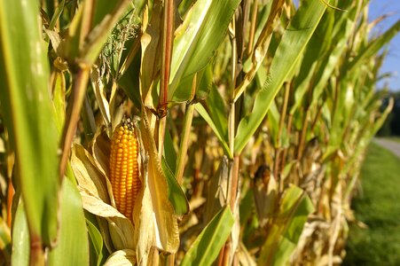 Nature summer cereals