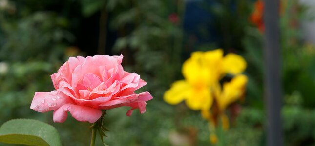 Flowers nature plants