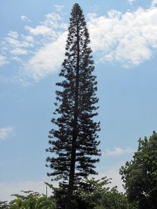 Tree nature high