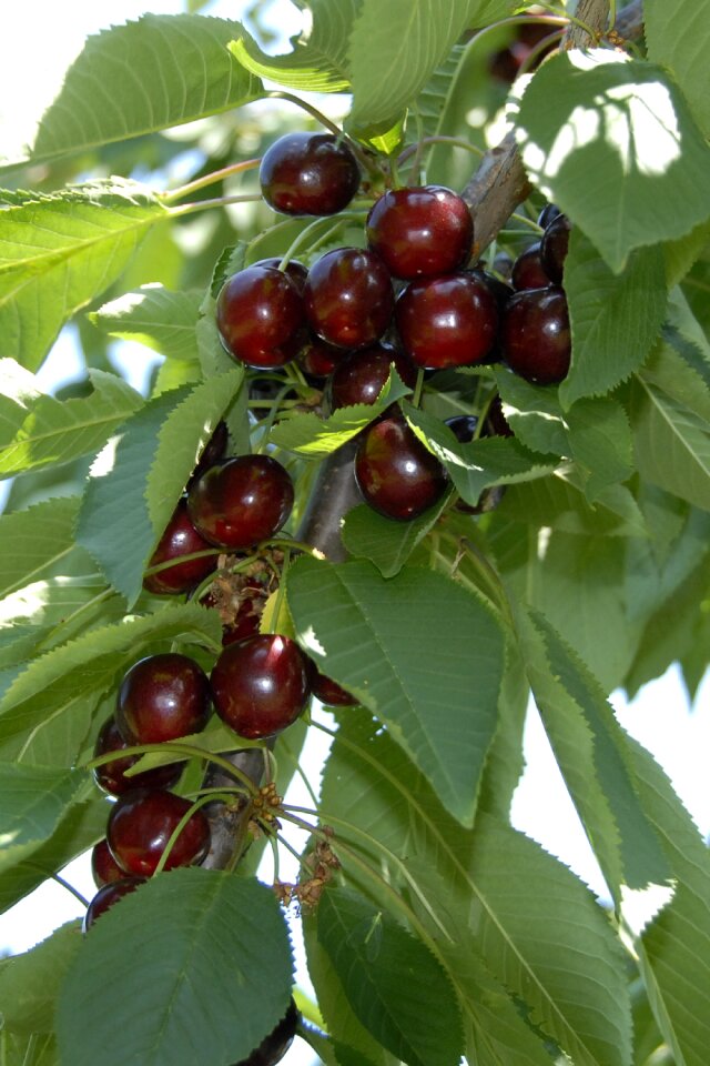 Cherry fruit fruits