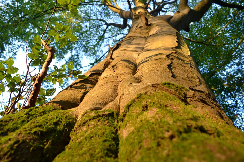 Lichen green nature