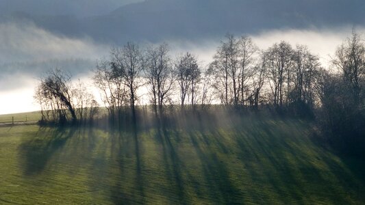 Fog trees shadow photo