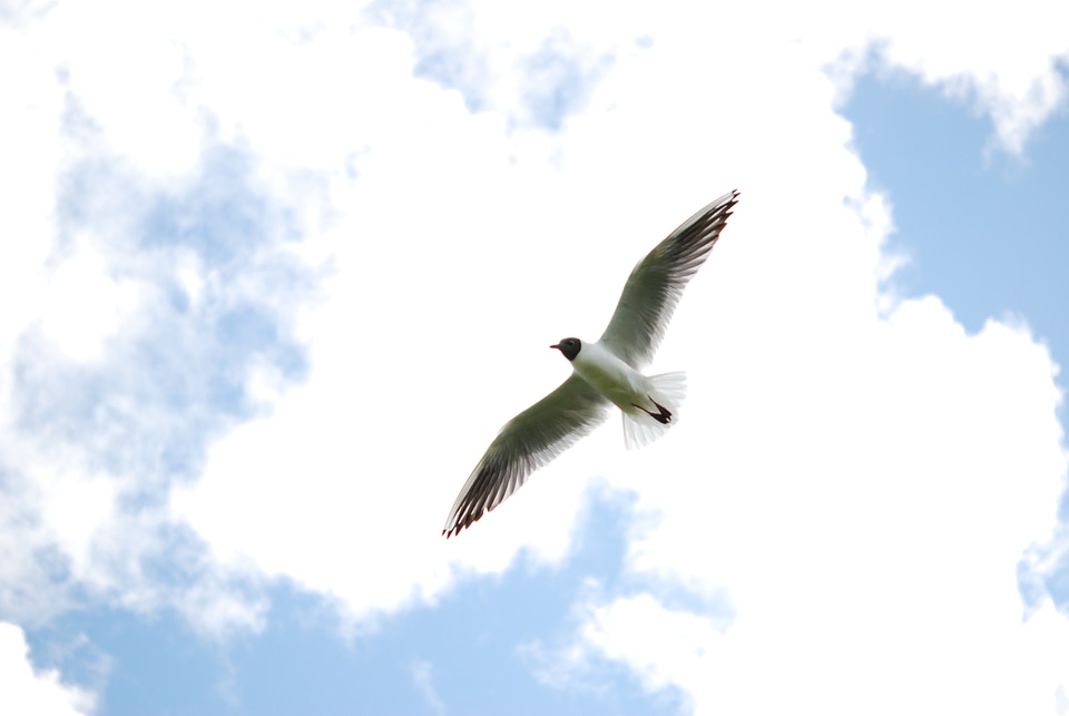White weather bird